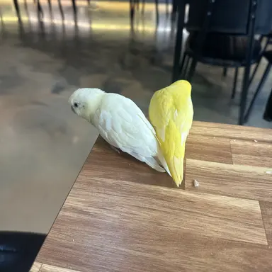 Profile image of 노랑이