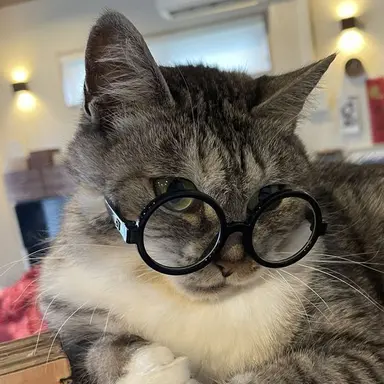 Profile image of 하라