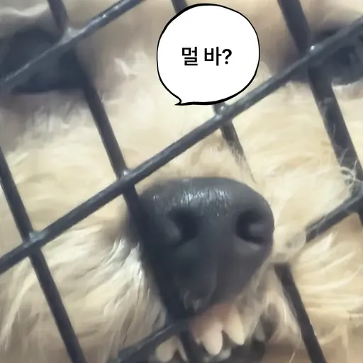 Sy121의 쿠키