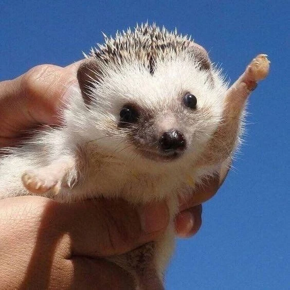오뉴