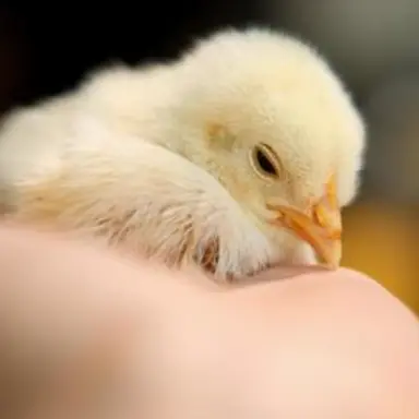 Profile image of フィリックス