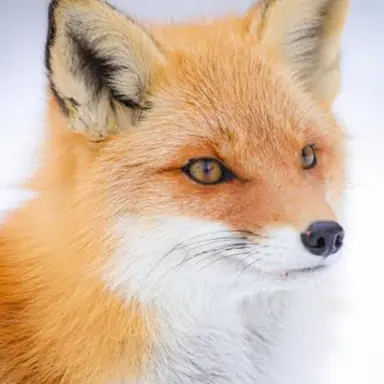 Profile image of アイエン