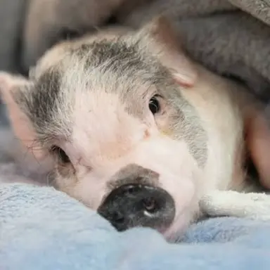 Profile image of チャンビン