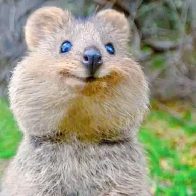 Profile image of ハン