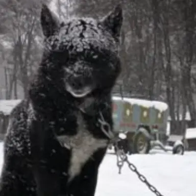 Profile image of バンチャン