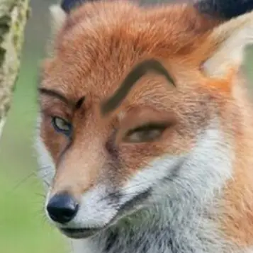 Profile image of 여우