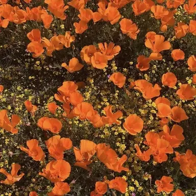 Profile image of 코마