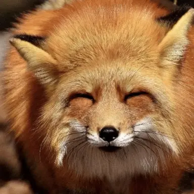 Profile image of 여우