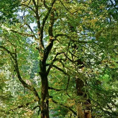 Profile image of The Forest