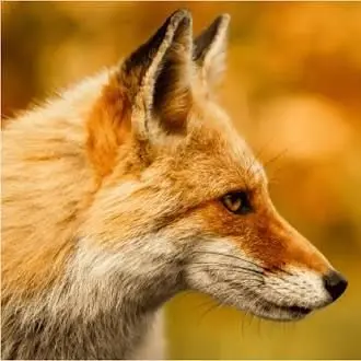 Profile image of Fox