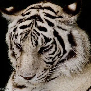 Profile image of Roy Thompson