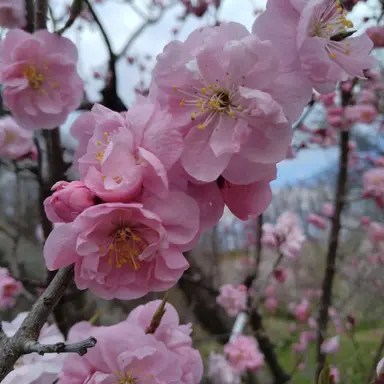 Profile image of HS先生