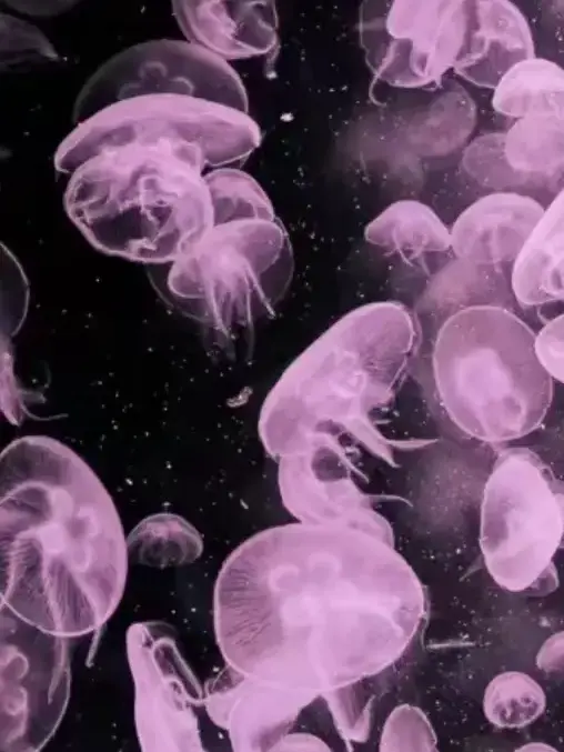 JollyHoop2533의 修学旅行の夜。