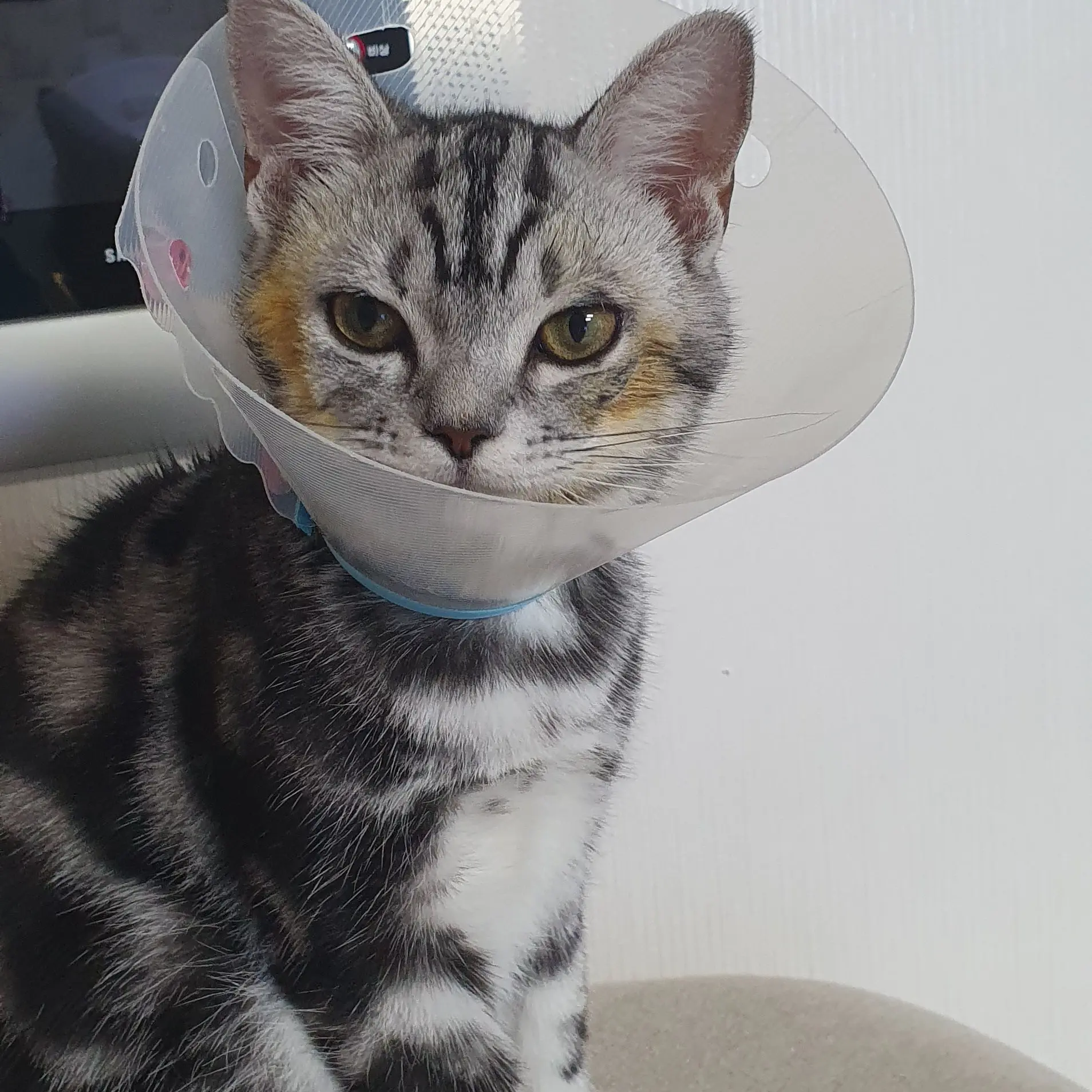 VainBleed7188의 고양이 카페