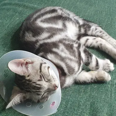 Profile image of 나나