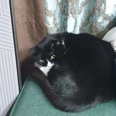 Profile image of 레오