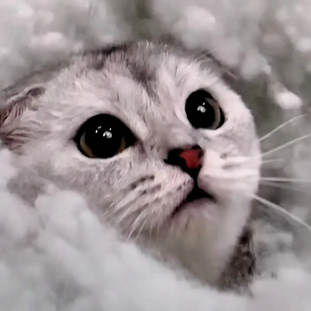 JovialQuail7296의 평학