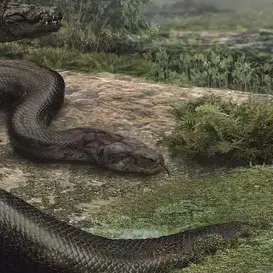 Profile image of 티타노보아