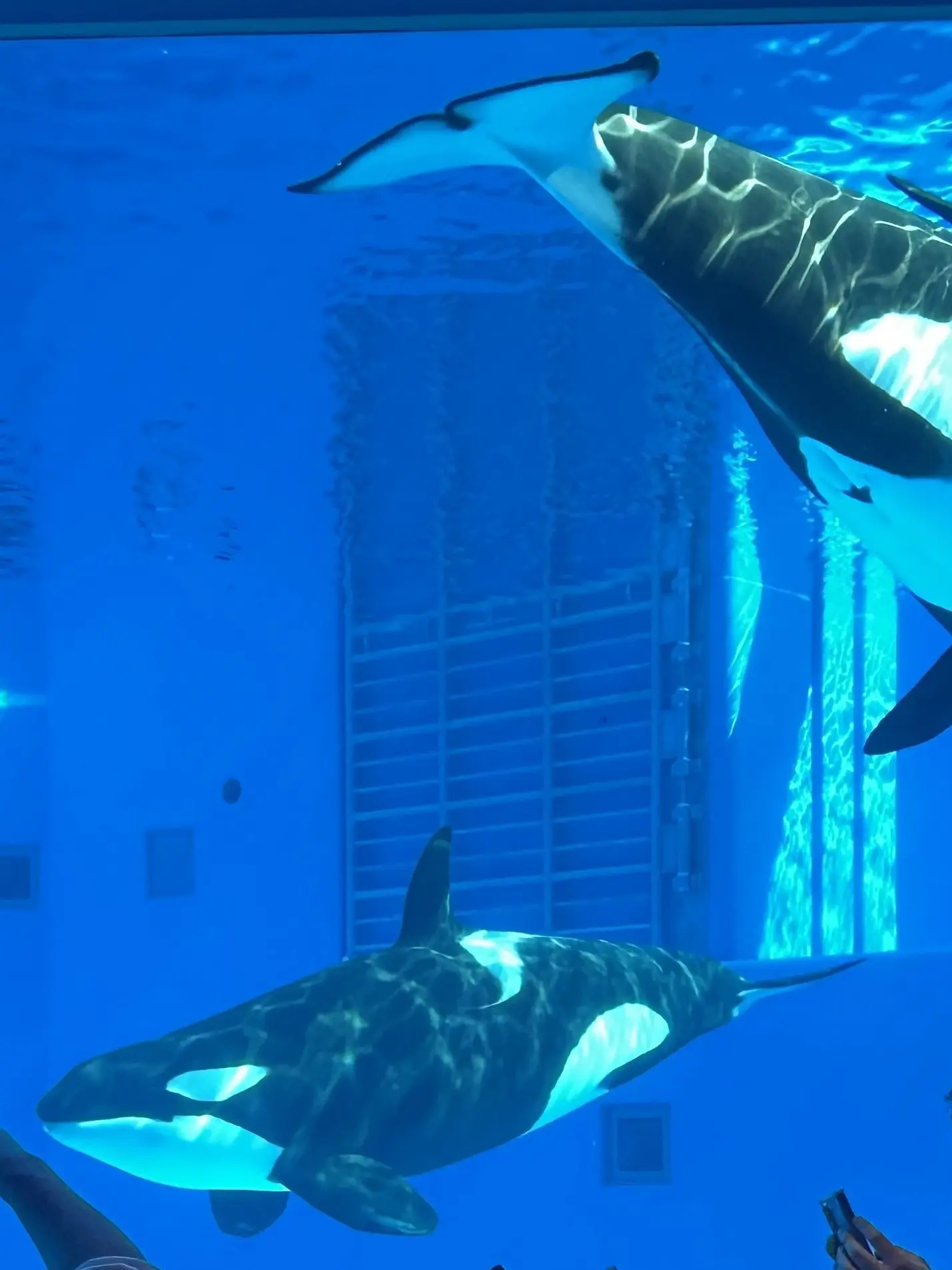 5656_Candy의 【アクアリウムスタッフ募集中！】