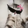 Profile image of ネジの抜けた猫