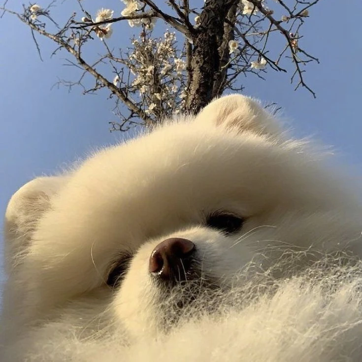 햐양이