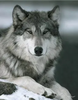 Profile image of Ghost