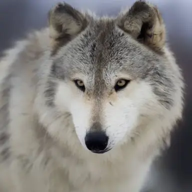 Profile image of 늑대