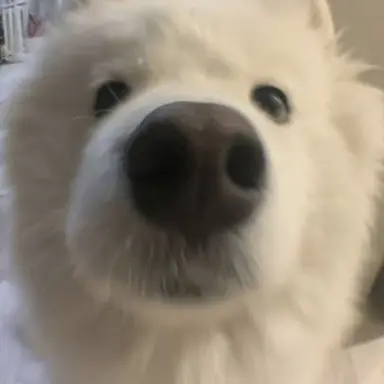 Profile image of 강아지