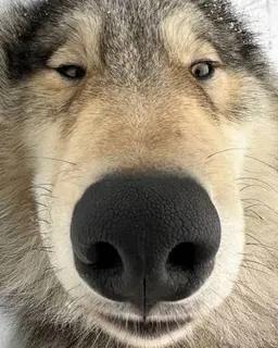 Profile image of ドヒョン