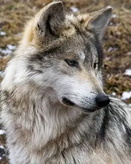 Profile image of ドヒョン