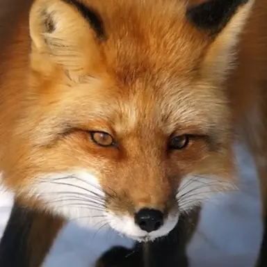 Profile image of Fox