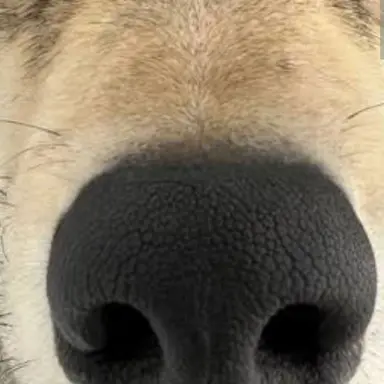 Profile image of 늑대