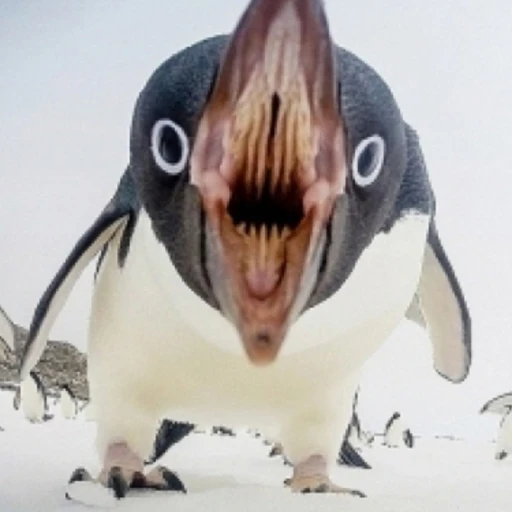 테무에서산 펭귄