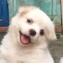 Profile image of 가지