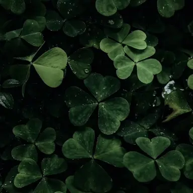 Profile image of 공룡