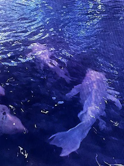 koyapapaint의 ︎︎⟡-恋煩い