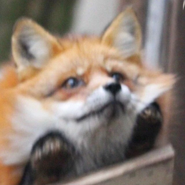 여우 수인
