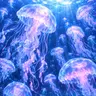 Profile image of 보름달물해파리