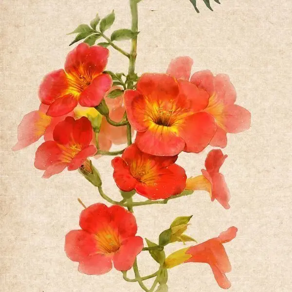 iwannaeat의 凌霄花