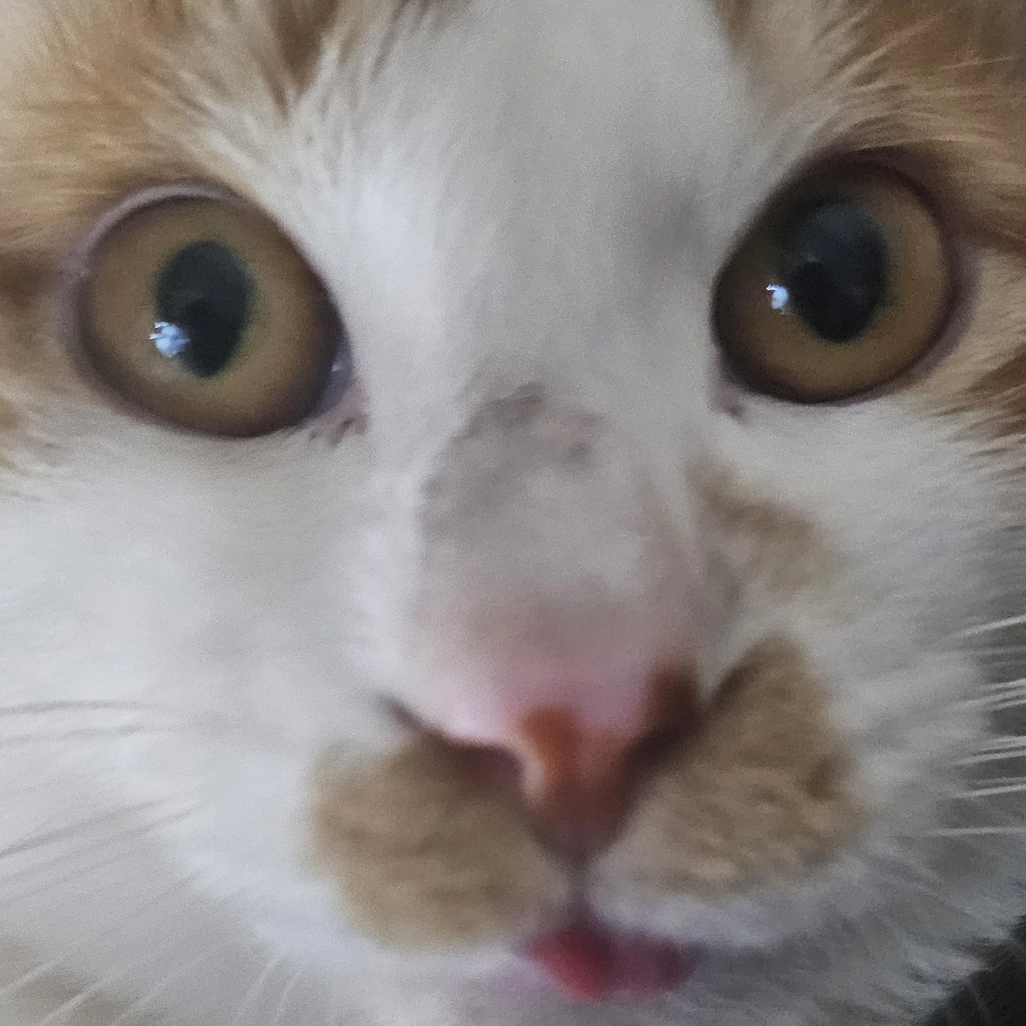 백달이