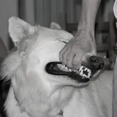 Profile image of TF141 - Hybrid x Pick-Me