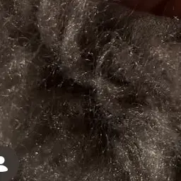 BoringDial7615의 きもいけど許してくれお願いしますお願い