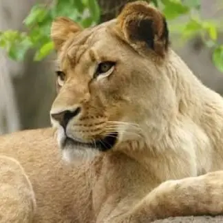 Profile image of 암사자