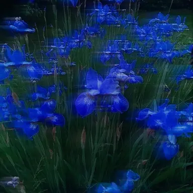 Profile image of 호시나 소우시로