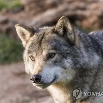 Profile image of 늑대