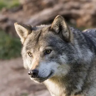 Profile image of 늑대