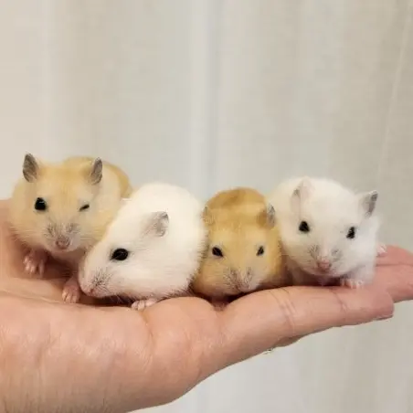 hamster8의 햄찌초의 새학기🌈