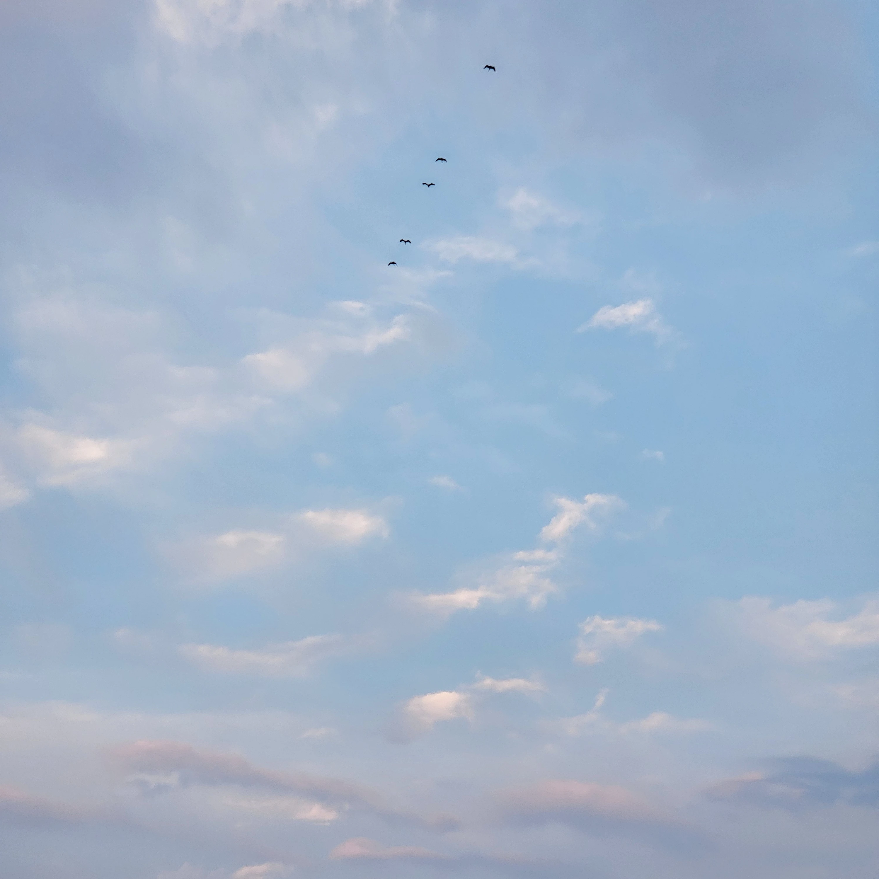 최승첧