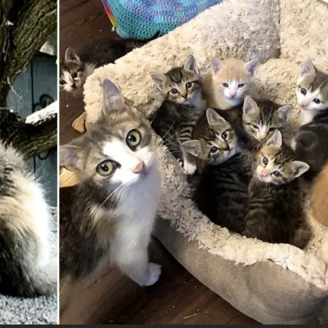 QuietRuler9446의 猫10匹を助けて