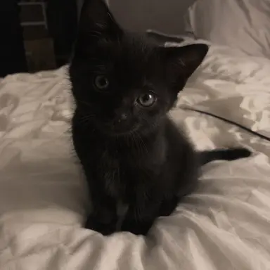 Profile image of Your kitty